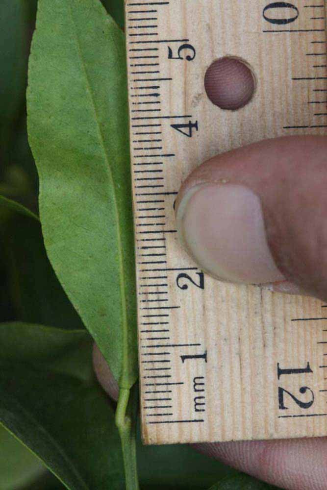              Unifoliolate leaf (Riverside, CA)       